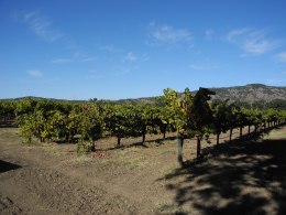 Vineyard Views