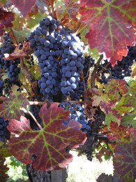 Juicy Cabernet Sauvignon