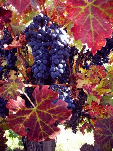 15688525388_4565348df4_z