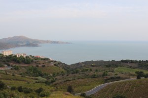 Grenache, France, French Wine, Roussillon